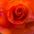 Oranžna - Vrtnica čajevka - Monica®